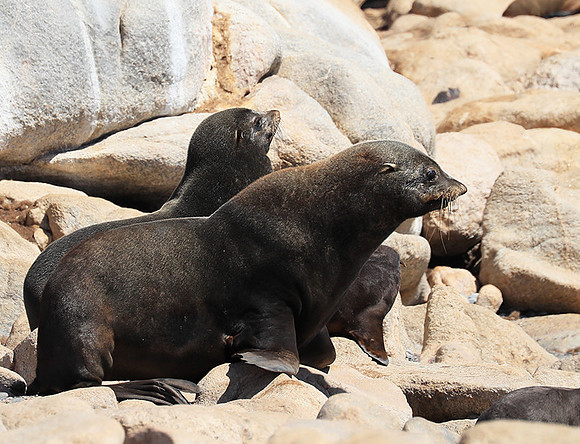 Seals - Skeleton Coast