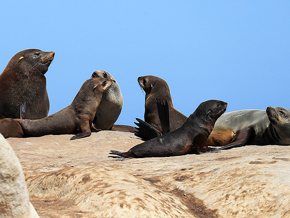 Seals - Skeleton coast