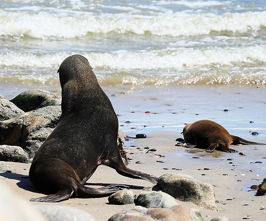 Seals - Skeleton Coast