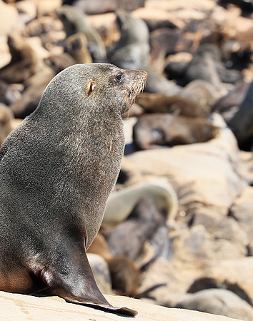 Seals - Skeleton coast