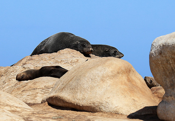 Seals - Skeleton Coast