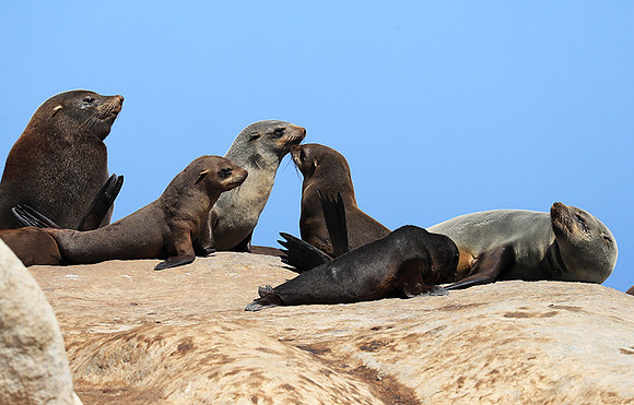 Seals - Skeleton coast