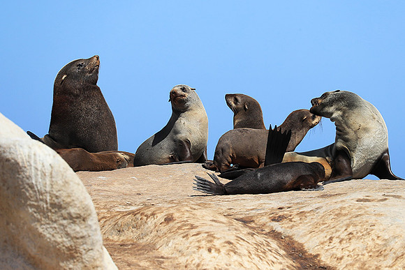 Seals - Skeleton coast