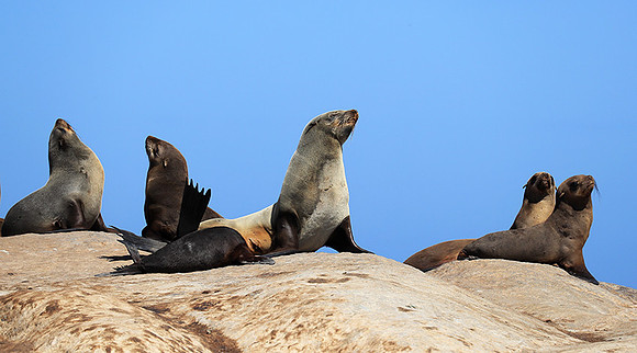 Seals - Skeleton coast