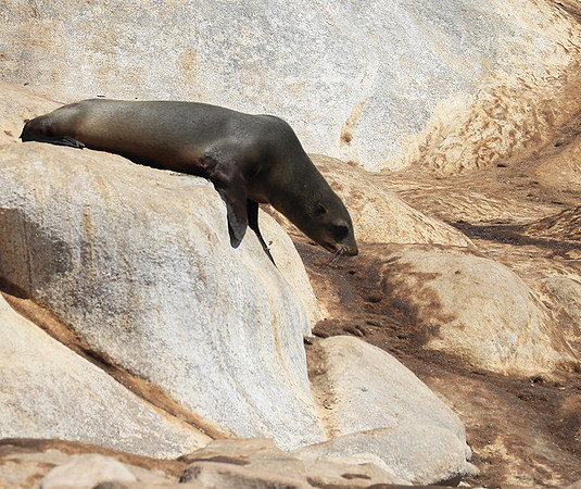 Seals - Skeleton Coast