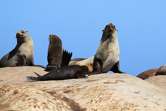Seals - Skeleton coast
