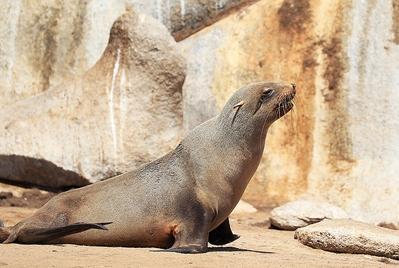 Seals - Skeleton coast