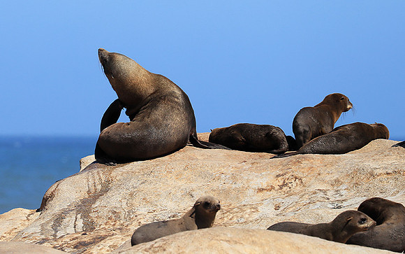 Seals - Skeleton coast