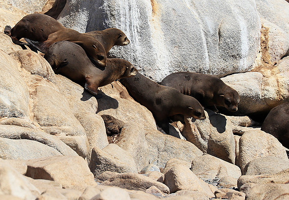 Seals - Skeleton coast