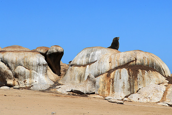 Seals - Skeleton coast