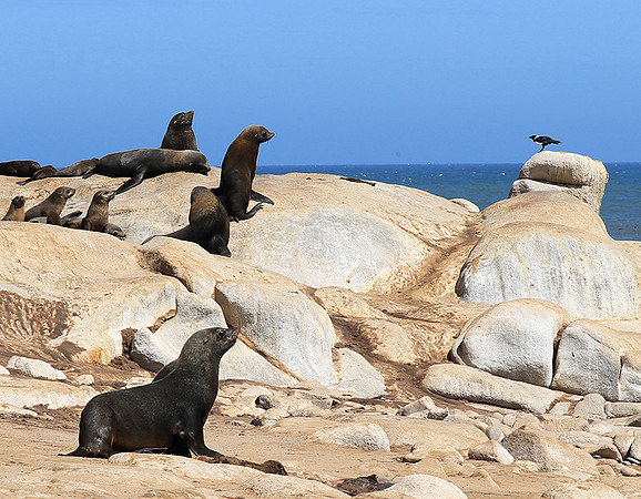 Seals - Skeleton coast