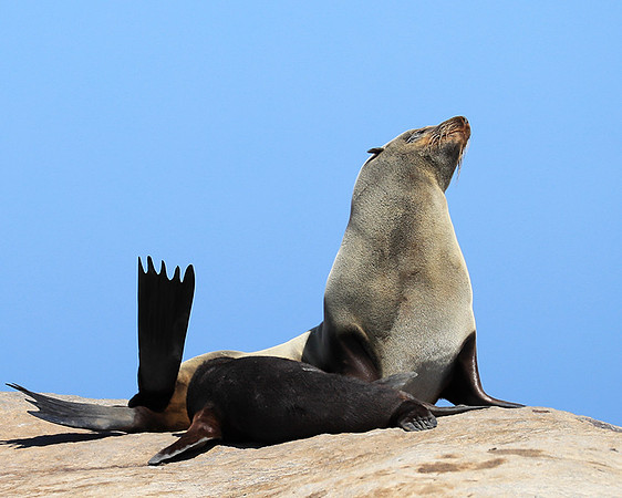 Seals - Skeleton Coast