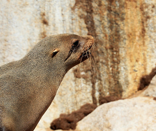 Seals - Skeleton coast