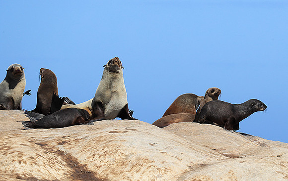 Seals - Skeleton Coast