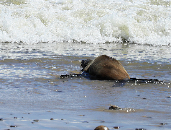 Seals - Skeleton Coast