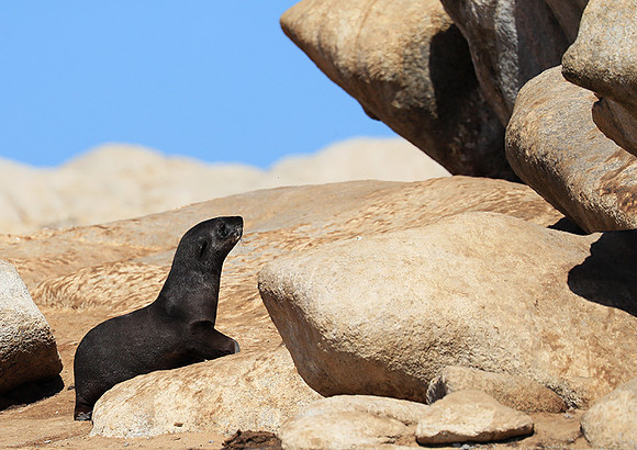 Seals - Skeleton coast