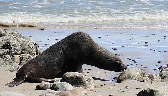 Seals - Skeleton Coast