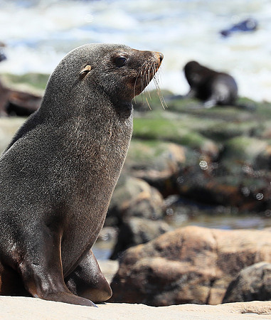 Seals - Skeleton coast