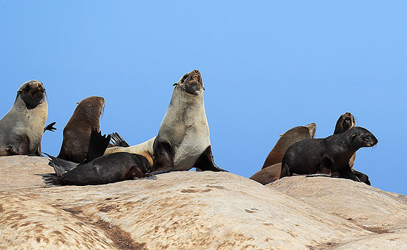 Seals - Skeleton Coast