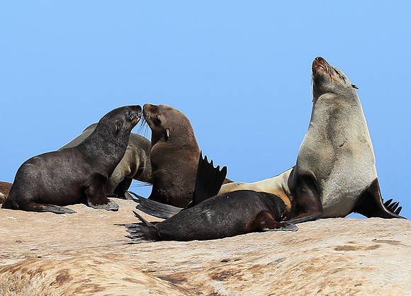 Seals - Skeleton Coast