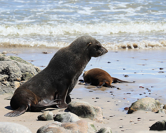 Seals - Skeleton Coast