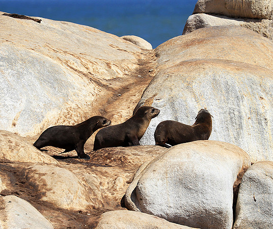 Seals - Skeleton coast