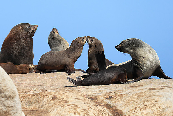 Seals - Skeleton coast