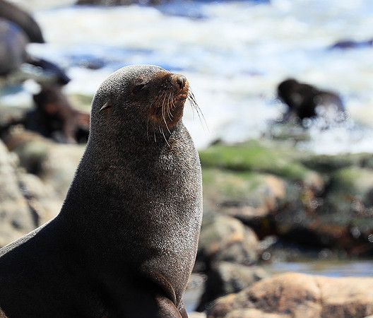 Seals - Skeleton coast