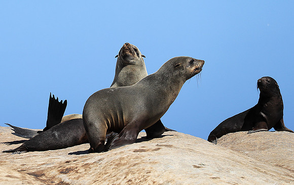 Seals - Skeleton Coast