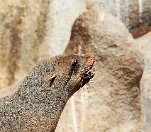 Seals - Skeleton coast