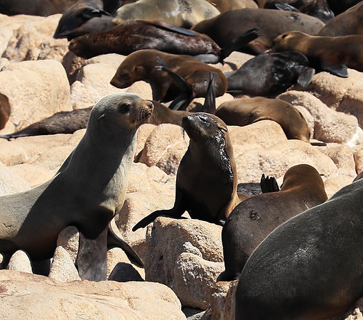 Seals - Skeleton coast