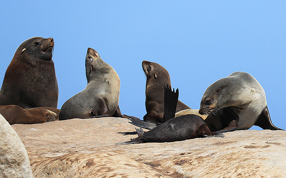 Seals - Skeleton coast