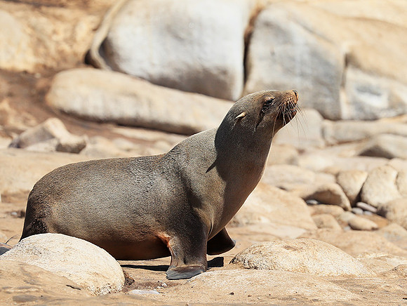 Seals - Skeleton Coast