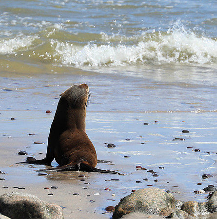 Seals - Skeleton Coast