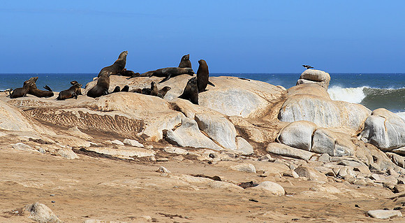 Seals - Skeleton coast