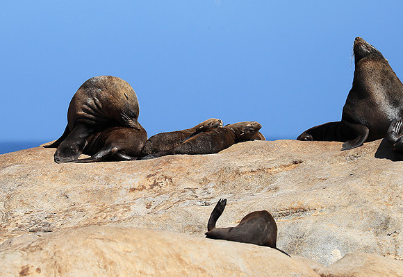 Seals - Skeleton Coast