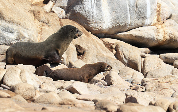 Seals - Skeleton Coast
