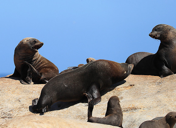 Seals - Skeleton Coast
