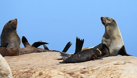 Seals - Skeleton Coast