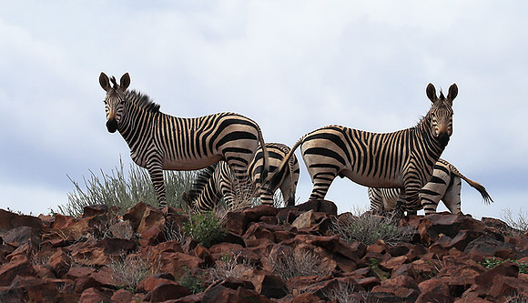 Ongave Game Reserve