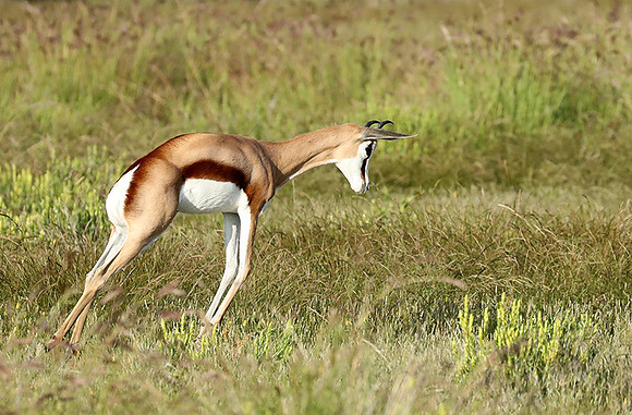 Etosha NP