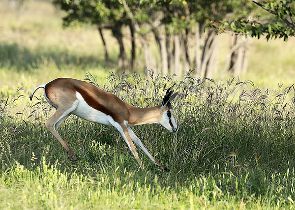 Etosha NP