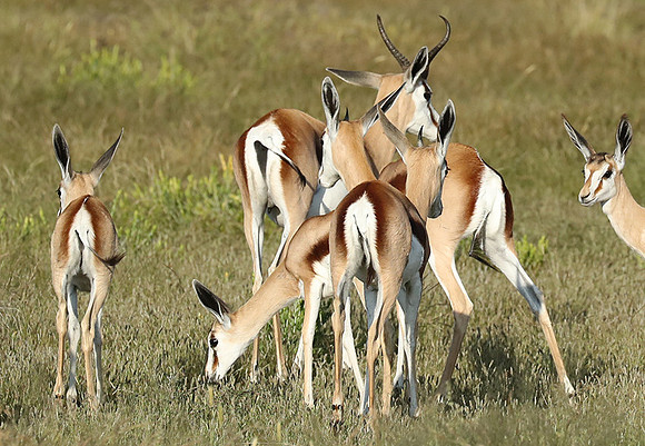 Etosha NP