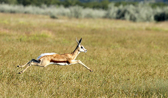 Etosha NP