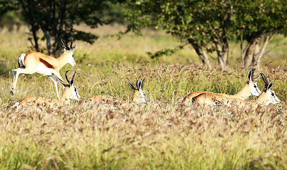 Etosha NP