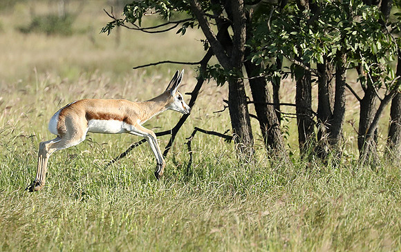 Etosha NP