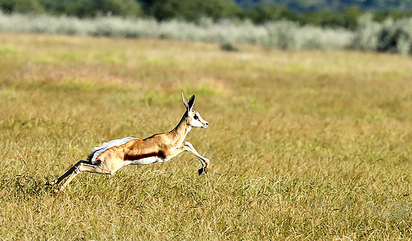 Etosha NP