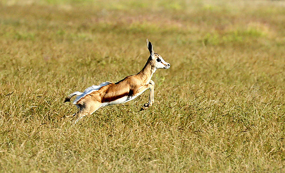 Etosha NP