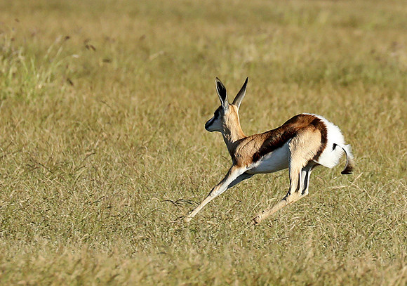 Etosha NP