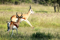 Etosha NP